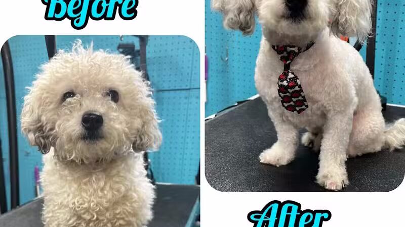 Central Bark Dog Grooming LLC - Dearborn Heights,