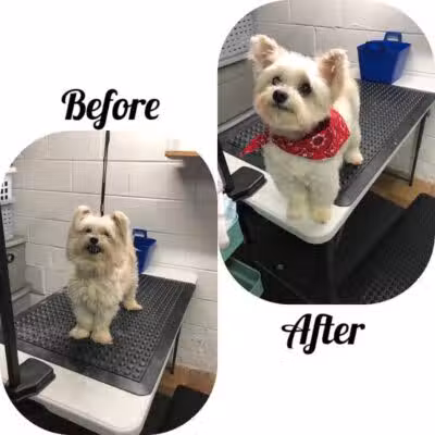 Central Bark Dog Grooming LLC - Dearborn Heights,