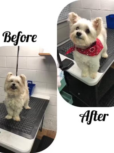 Central Bark Dog Grooming LLC - Dearborn Heights,