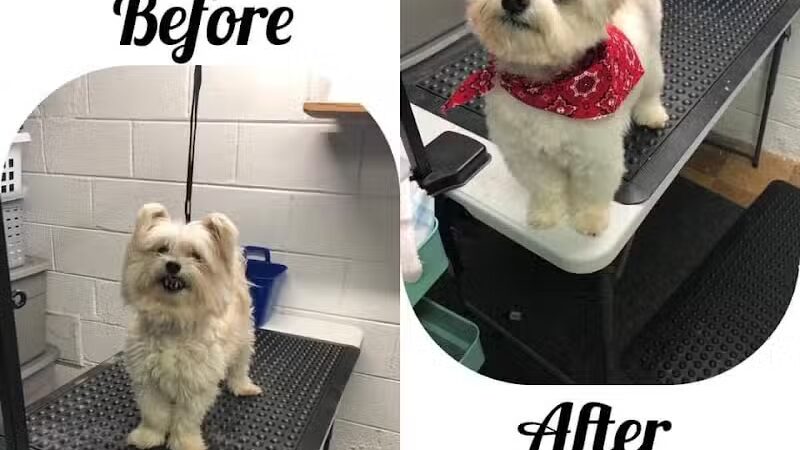 Central Bark Dog Grooming LLC - Dearborn Heights,