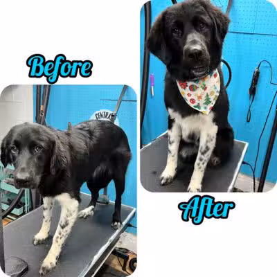 Central Bark Dog Grooming LLC - Dearborn Heights,