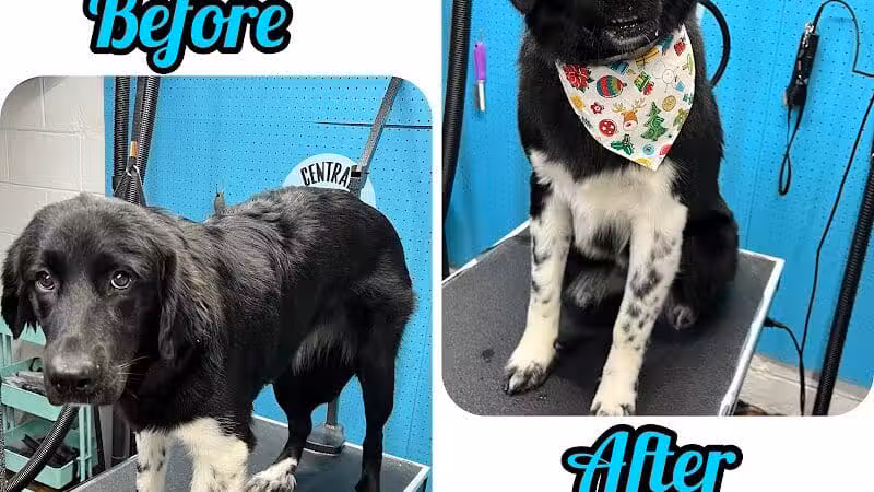Central Bark Dog Grooming LLC - Dearborn Heights,
