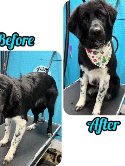 Central Bark Dog Grooming LLC - Dearborn Heights,