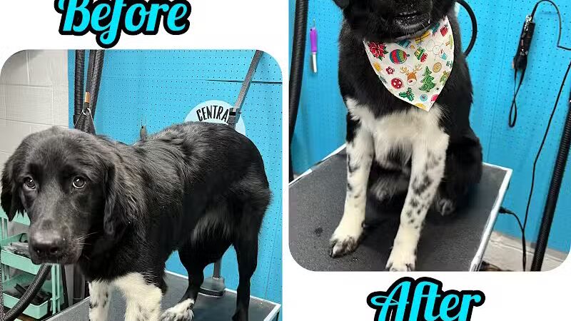 Central Bark Dog Grooming LLC - Dearborn Heights,