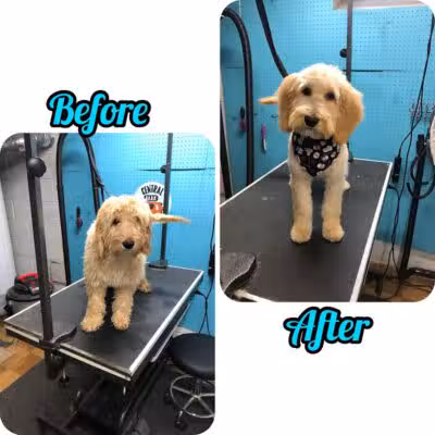 Central Bark Dog Grooming LLC - Dearborn Heights,