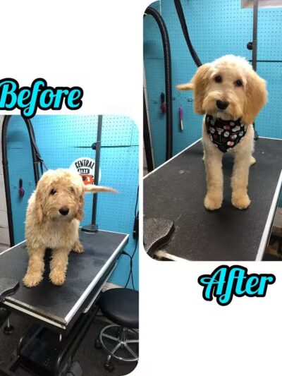 Central Bark Dog Grooming LLC - Dearborn Heights,