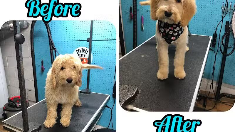 Central Bark Dog Grooming LLC - Dearborn Heights,