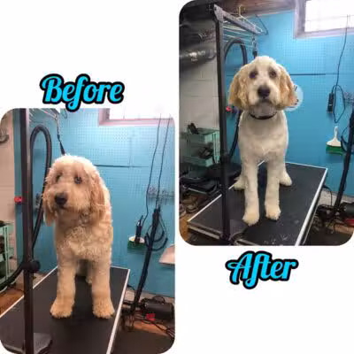 Central Bark Dog Grooming LLC - Dearborn Heights,