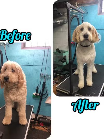 Central Bark Dog Grooming LLC - Dearborn Heights,