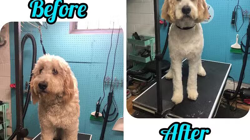 Central Bark Dog Grooming LLC - Dearborn Heights,