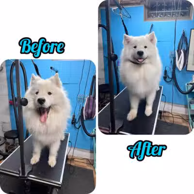 Central Bark Dog Grooming LLC - Dearborn Heights,