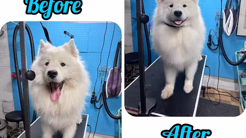 Central Bark Dog Grooming LLC - Dearborn Heights,