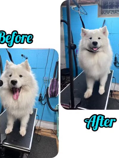 Central Bark Dog Grooming LLC - Dearborn Heights,