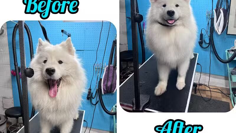 Central Bark Dog Grooming LLC - Dearborn Heights,