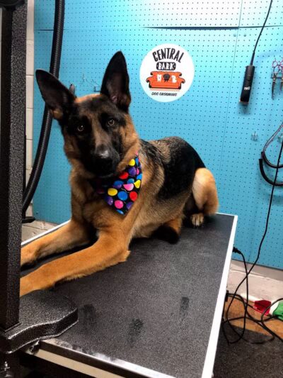 Central Bark Dog Grooming LLC - Dearborn Heights,