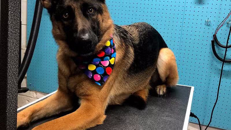 Central Bark Dog Grooming LLC - Dearborn Heights,
