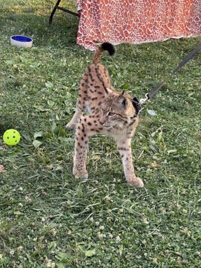 Central Park - Dearborn Heights,