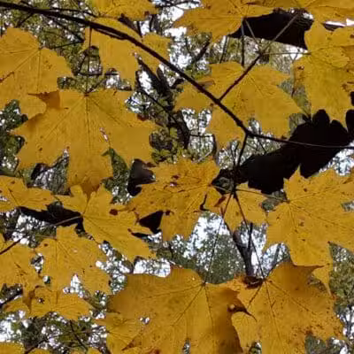 Helms Haven Recreation Area - Dearborn Heights,