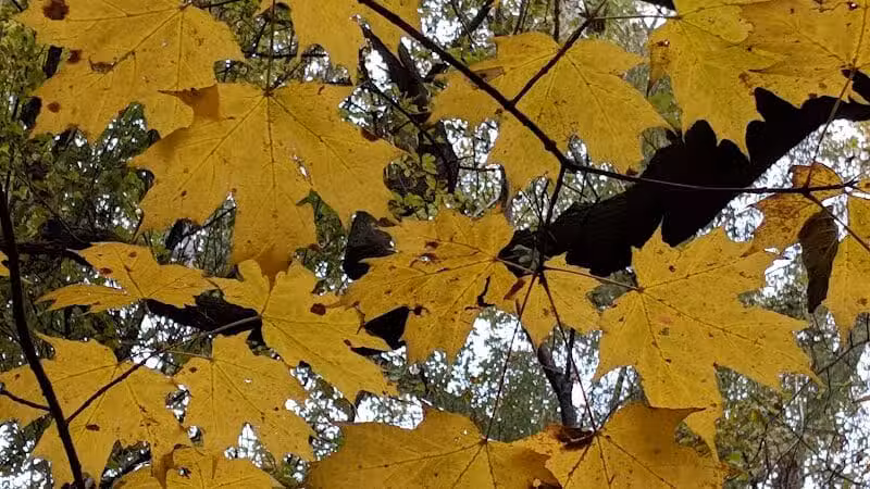 Helms Haven Recreation Area - Dearborn Heights,