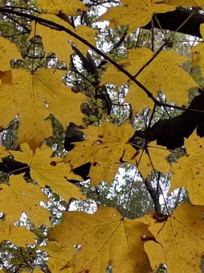 Helms Haven Recreation Area - Dearborn Heights,