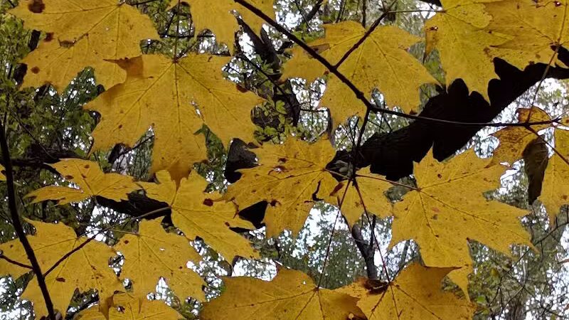 Helms Haven Recreation Area - Dearborn Heights,