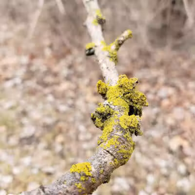 Helms Haven Recreation Area - Dearborn Heights,