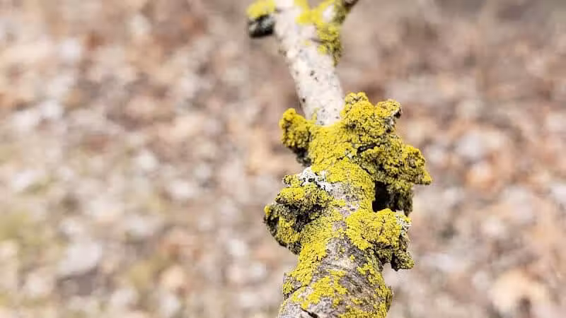 Helms Haven Recreation Area - Dearborn Heights,