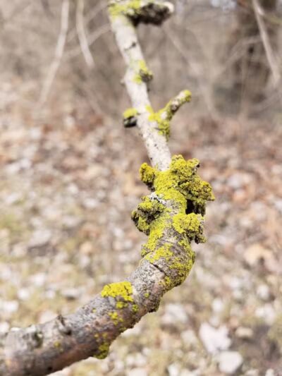 Helms Haven Recreation Area - Dearborn Heights,