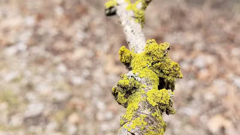 Helms Haven Recreation Area - Dearborn Heights,