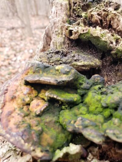 Helms Haven Recreation Area - Dearborn Heights,