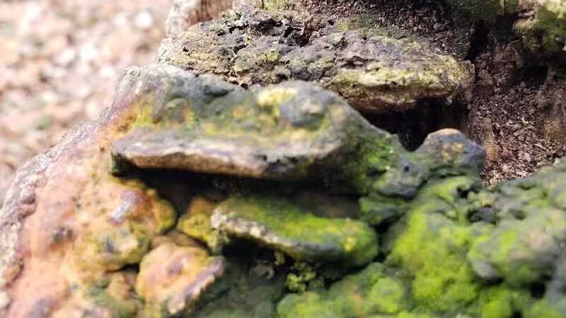 Helms Haven Recreation Area - Dearborn Heights,