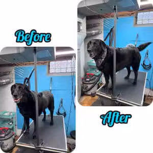 Central Bark Dog Grooming LLC - Dearborn Heights,