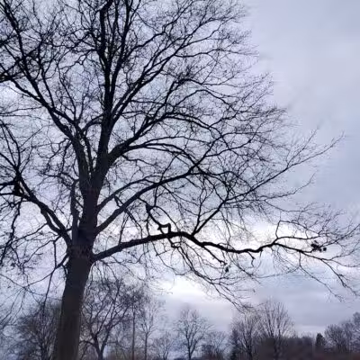Parkland Recreation Area - Dearborn Heights,