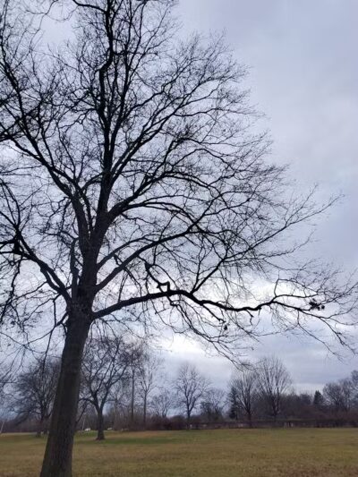 Parkland Recreation Area - Dearborn Heights,