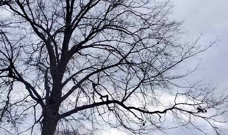 Parkland Recreation Area - Dearborn Heights,