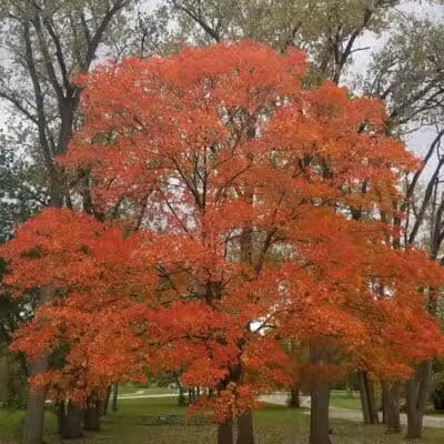 Parr Park - Dearborn Heights,