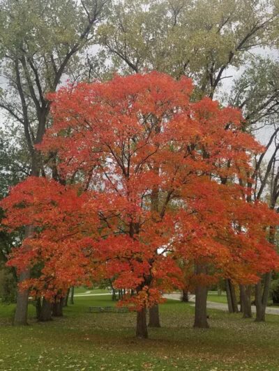 Parr Park - Dearborn Heights,