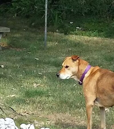 Oxford Park - Dearborn,