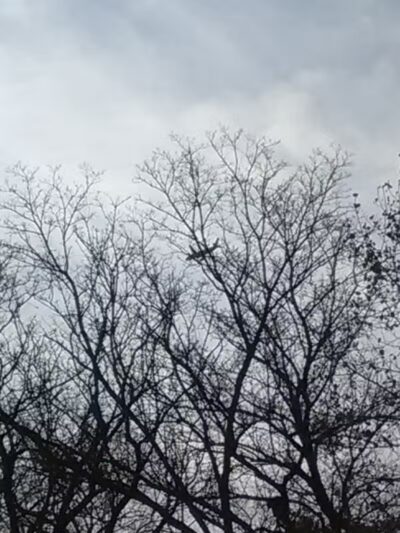 Oxford Park - Dearborn,