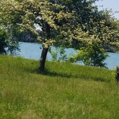 Oxford Park - Dearborn,