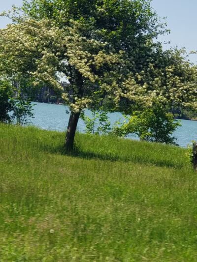 Oxford Park - Dearborn,