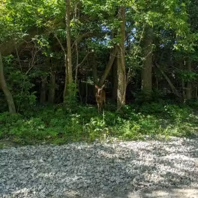 Waterfall Loop Trail - Dearborn,