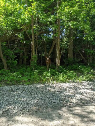 Waterfall Loop Trail - Dearborn,