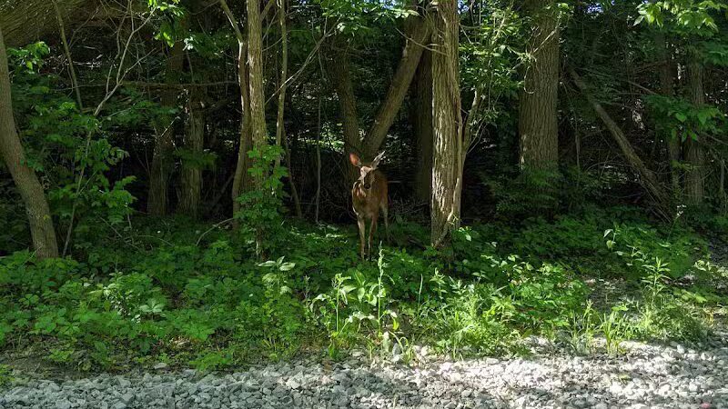 Waterfall Loop Trail - Dearborn,