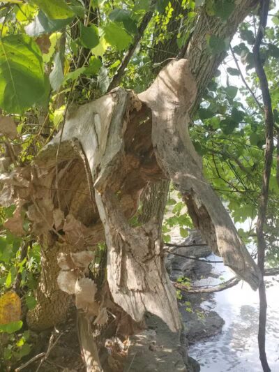 Waterfall Loop Trail - Dearborn,