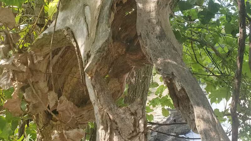 Waterfall Loop Trail - Dearborn,