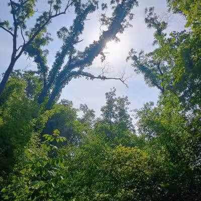 Waterfall Loop Trail - Dearborn,