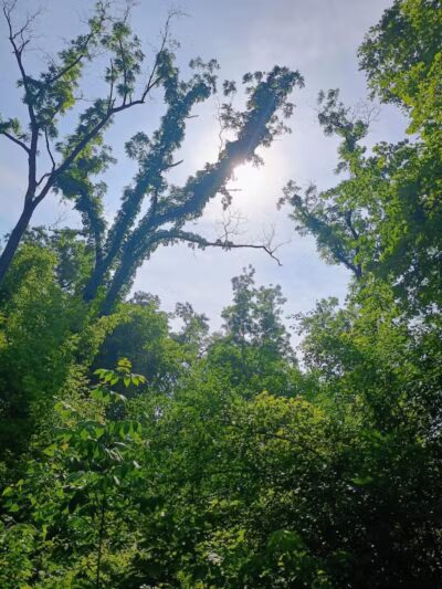 Waterfall Loop Trail - Dearborn,