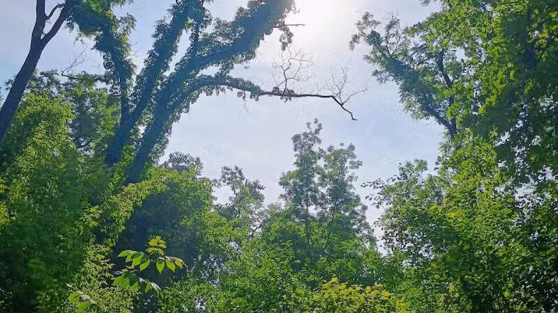 Waterfall Loop Trail - Dearborn,