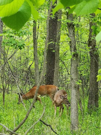 Waterfall Loop Trail - Dearborn,